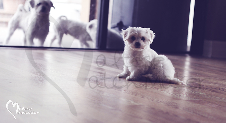 teeny male maltese puppy maltesematchmaker