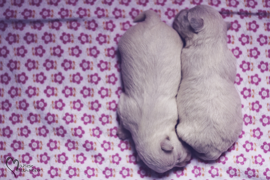 newborn puppies one week old