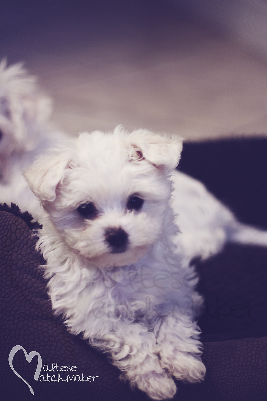 Tiny little Maltese Puppy resting vertical