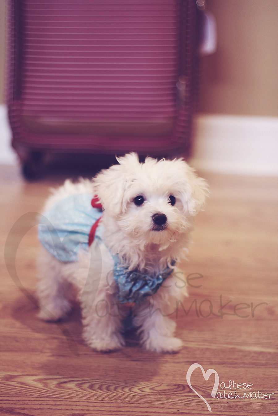 maltese puppy in dress on wood floor vertical