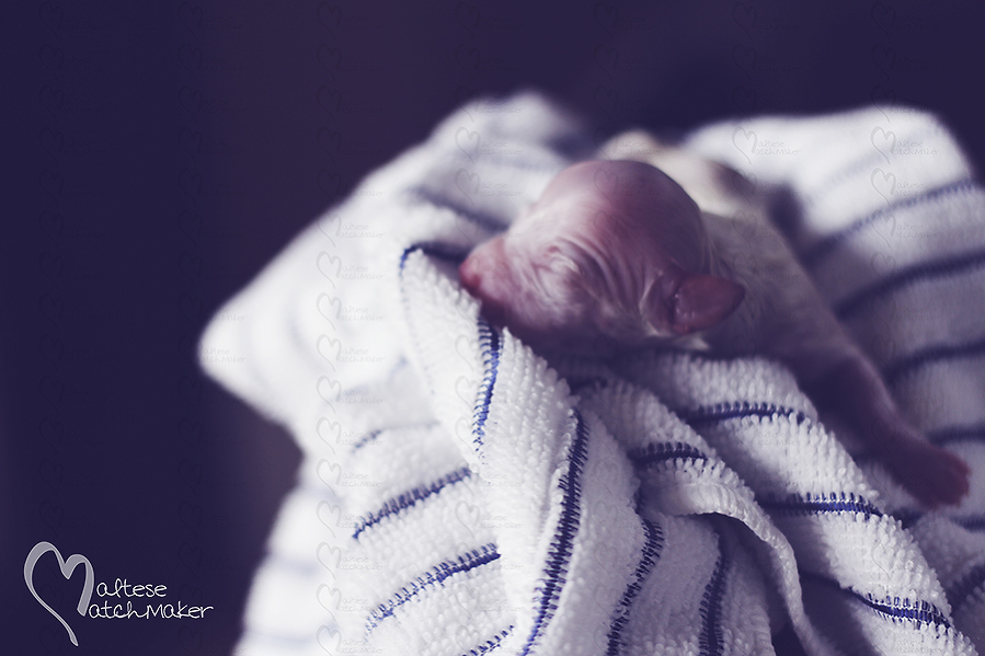 newborn maltese puppy just born