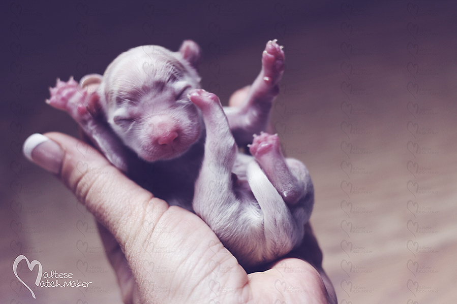 newborn puppy minutes old