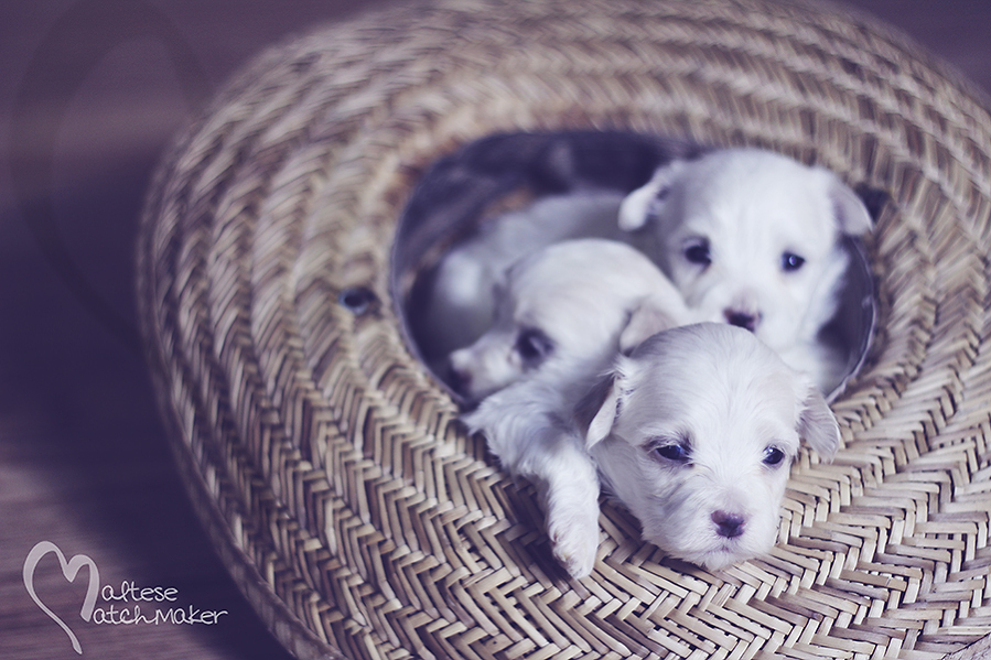 maltese puppy pile in a hat