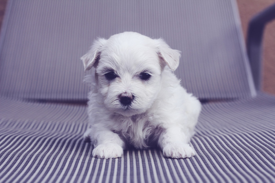 maltese puppy on striped chair