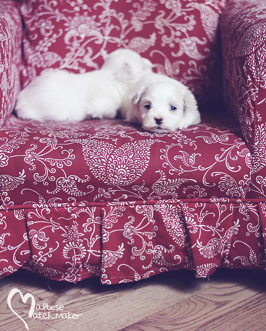 Maltese puppies sisters plaid