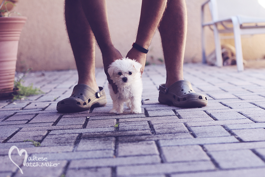 tiny maltese puppy on pavers MM