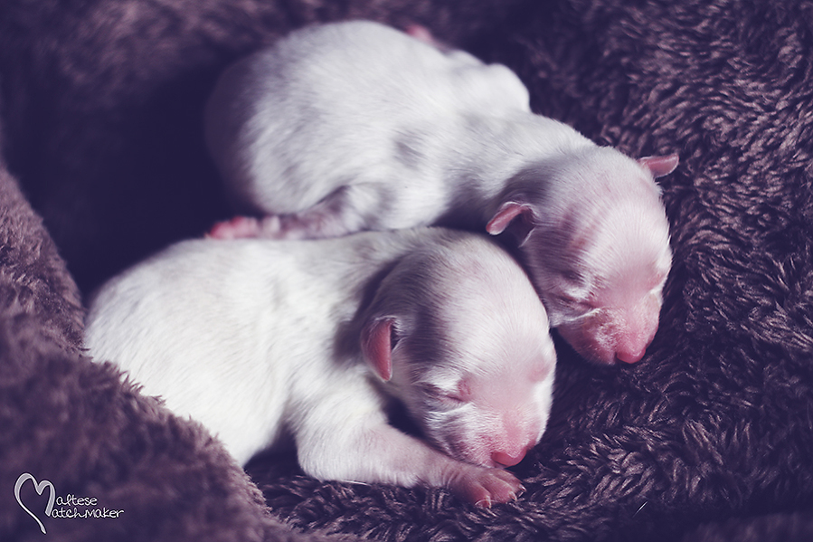 maltese puppies priscilla litter