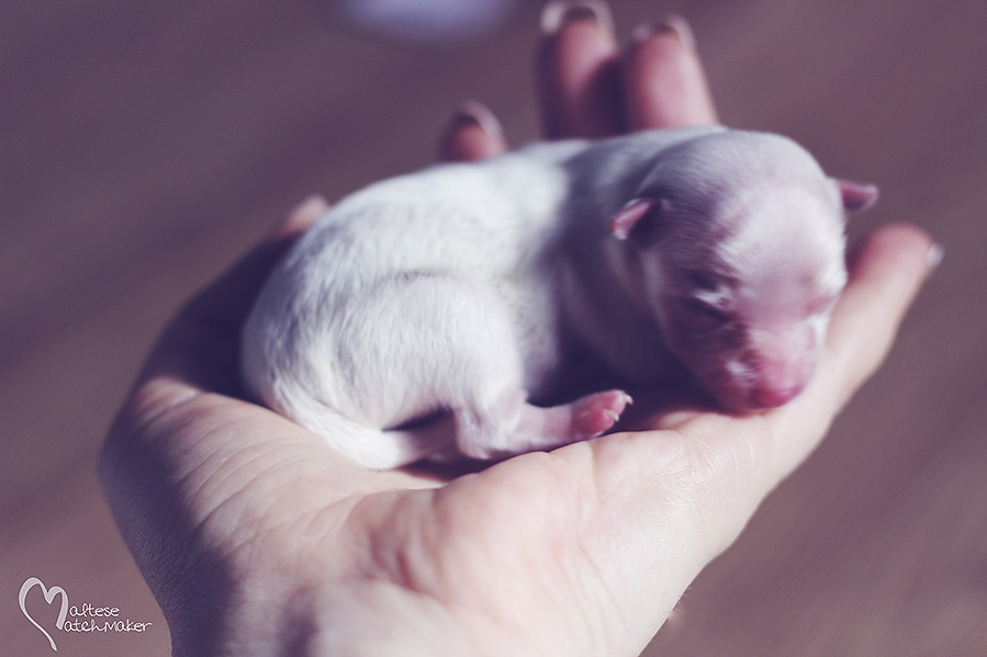 priscilla puppy in hand