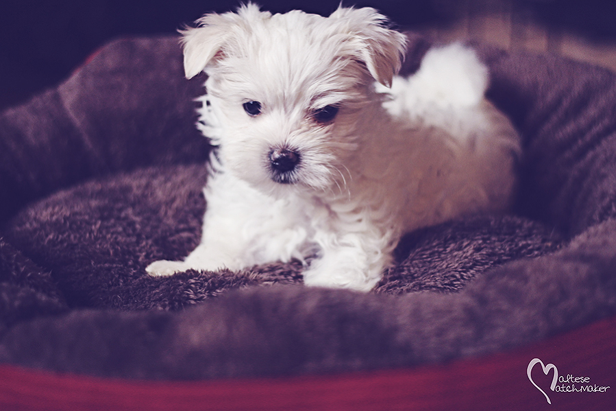 cute teacup male puppy