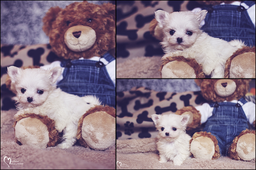 maltese teddy bear