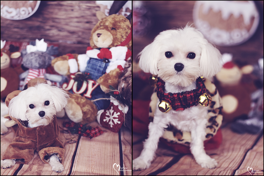 millie-christmas-collage
