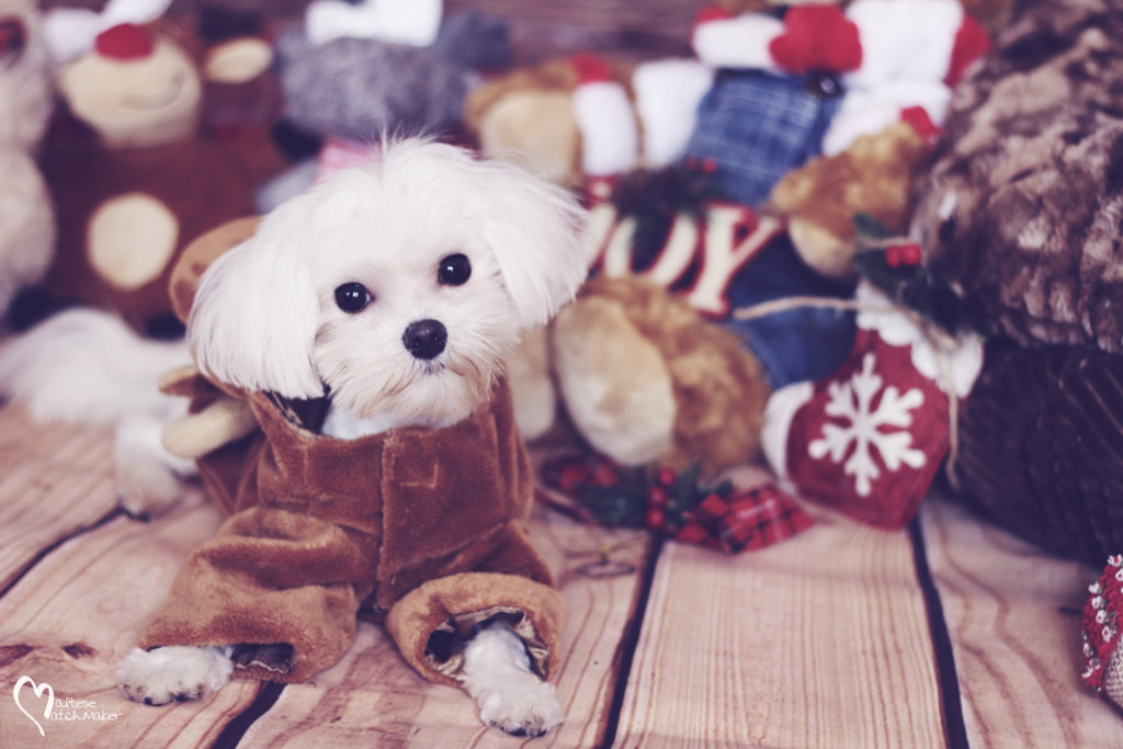holiday maltese dog